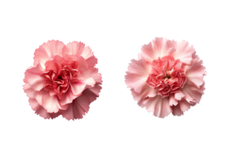 pink ,orange Carnation callection on transparent background.