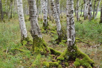 Obraz premium Birke, Moorbirke, Betula pubescens