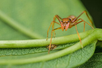 Red weaver-ant mimicking Jumper spider on green leaf.