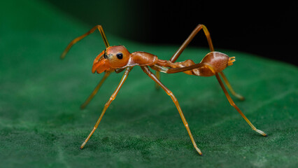 Red weaver-ant mimicking Jumper spider on green leaf.