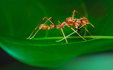 Red weaver-ant mimicking Jumper spider on green leaf.