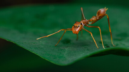 Red weaver-ant mimicking Jumper spider on green leaf.