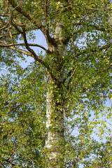 Fototapeta premium Birke, Moorbirke, Betula pubescens