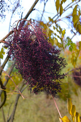 Japanische Aralie,  Aralia elata,