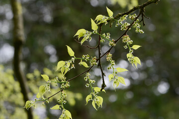 Amerikanische Zürgelbaum, Westliche Zürgelbaum, Celtis occidentalis,