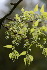 Amerikanische Zürgelbaum, Westliche Zürgelbaum, Celtis occidentalis,