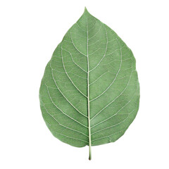 Obraz premium Close-up view of a botanical leaf