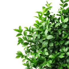 Fototapeta premium High-resolution macro shot of a botanical bush
