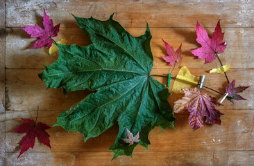 Obraz premium Fallen autumn maple leaves on an old board.