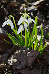 Schneeglöckchen, Galanthus nivalis L