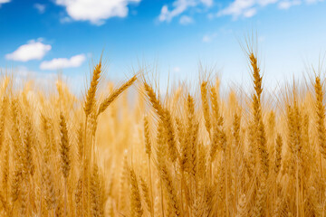 Wheatfield under the blue sky. Ripe wheat ears background. Rich harvest concept.