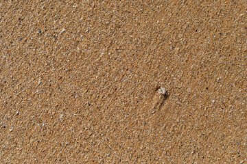 Beach sand texture with small pieces of broken shells.