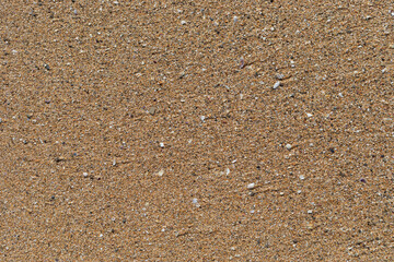 Beach sand texture with small pieces of broken shells. © Katrin