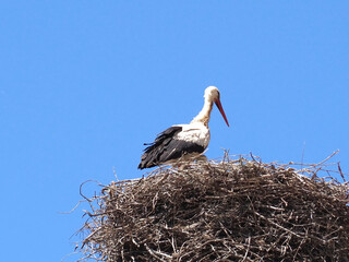 Ciconia White Stork bird in the family nest