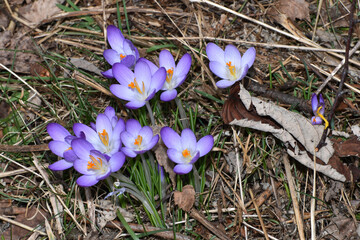 Krokus,  Crocus vernus