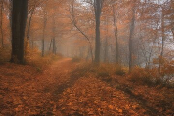 autumn in the forest