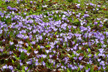 Krokus, Crocus vernus
