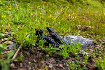 Two Black Alpine Salamanders in Rain-Soaked Green Grass, Looking at Camera 
