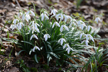 Schneeglöckchen, Galanthus nivalis L.
