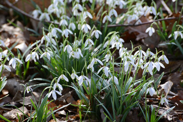 Schneeglöckchen, Galanthus nivalis L.