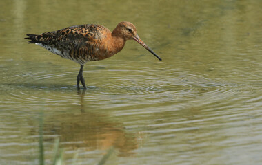 A Black-tailed Godwit, Limosa limosa, hunting for food at the edge of a freshwater pool.