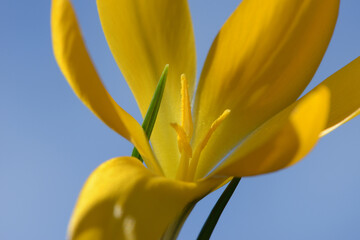 Krokus,  Crocus vernus