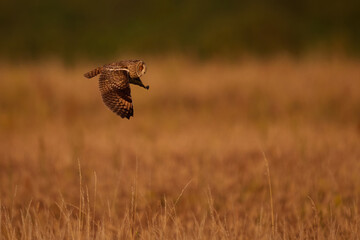 Long-eared owl (Asio otus)