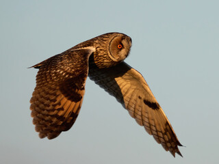 Long-eared owl (Asio otus)