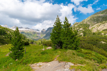 Serene Zillertal: Alpine Meadow Path