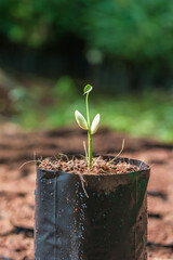 Tree saplings in black seedling bags