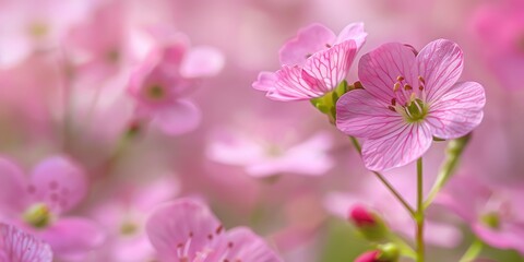Fototapeta premium Pink flowers in the garden. Close-up. Nature background.