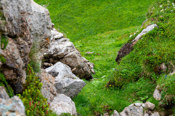 Marmot on Watch in the Alpine Wilderness