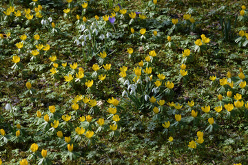 Winterling,  Eranthis hyemalis