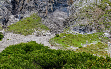 Majestic chamois Grazing on a Rocky Slope
