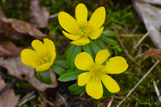 Winterling,  Eranthis hyemalis