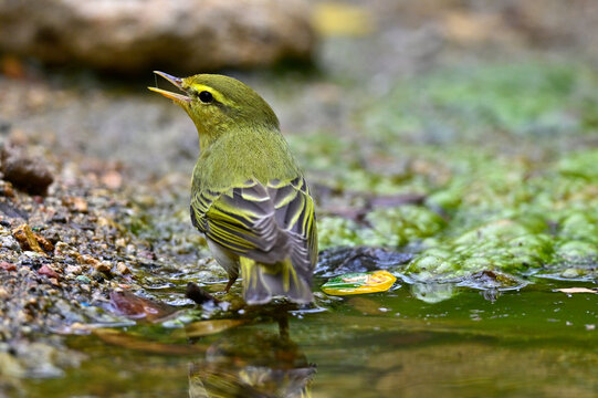 Waldlaubs&auml;nger // Wood warbler (Phylloscopus sibilatrix)