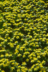 Winterling,  Eranthis hyemalis