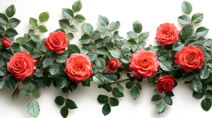 Red roses flowers isolated on white, beautiful floral background.