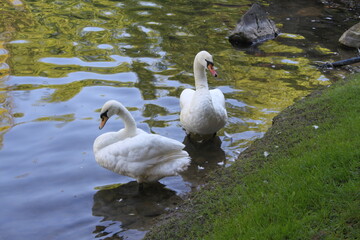 swan on the lake