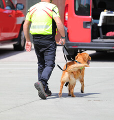 molecular detection dog on the job and handler during a search
