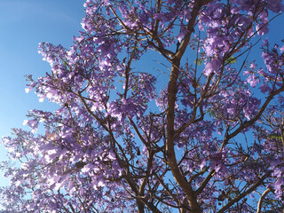 purple blooming Palisander or Jacaranda mimosifolia tree with fruits
