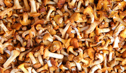 background of fresh yellow chanterelle mushrooms collected in the forest