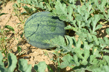 Watermelon on the green plantation in the summer. Agricultural watermelon field, Fresh watermelon fruit in fields. Ripe watermelon in plantation, Chakwal, Punjab, Pakistan