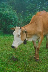 A brown cow with a bell around its neck is standing in a grassy field