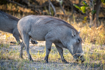 Warthog Phacochoerus, pigs who live in open and semi-open habitats, even in quite arid regions, in sub-Saharan Africa