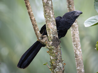 Vögel in Costa Rica