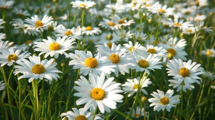 Many white daisies in lush summer meadow up close © Rizvan