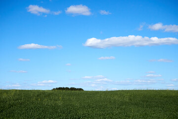 Horizon. Green field, blue sky and white clouds.