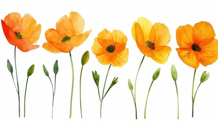 Obraz premium A stunning watercolor piece featuring bright wildflowers in bold orange and yellow, set against a clean white backdrop.