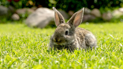 Cute gray rabbit on a green lawn in the sun
